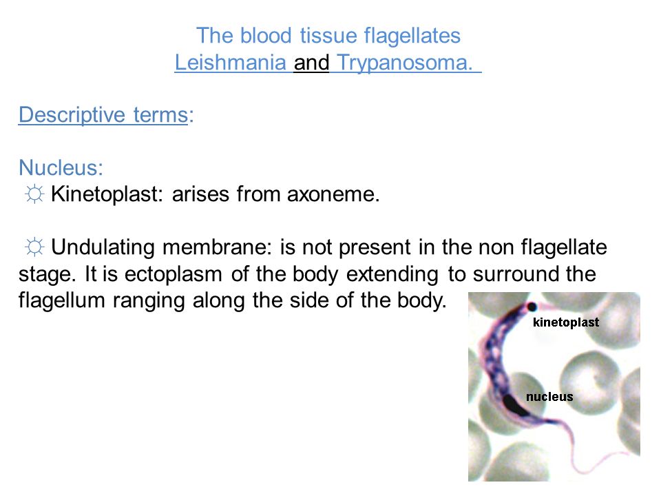 The Blood Tissue Flagellates Leishmania And Trypanosoma Ppt Video